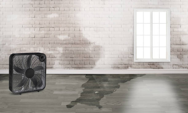 Best Water damage restoration services  in Pumpkin Center, NC